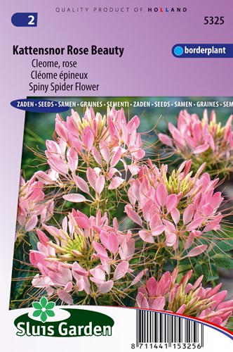 Katzenschnurrbart Rose Beauty - Cleome