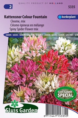 Katzenschnurrbart Colour Fountain mix - Cleome