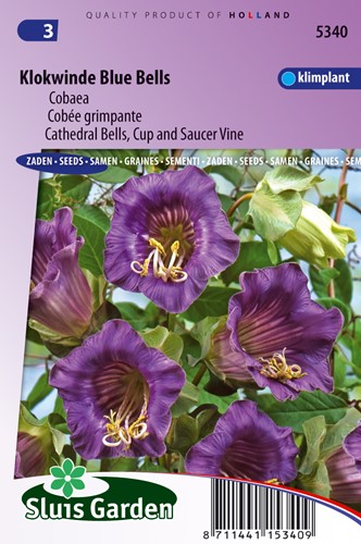 Glockenwinde Blue Bells, Violet