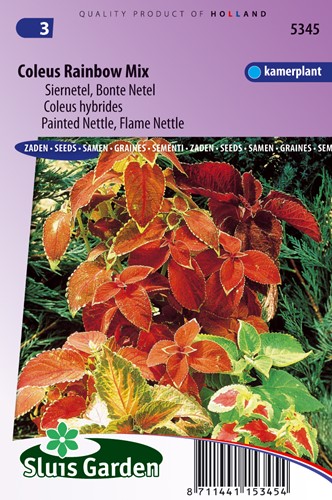 Buntnessel Rainbow mix (Coleus)