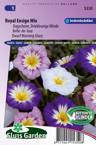 Tagesschöne, dreifarbige Winde Royal Ensign mix