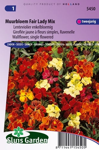 Mauerblume Fair Lady mix, einzelblumig
