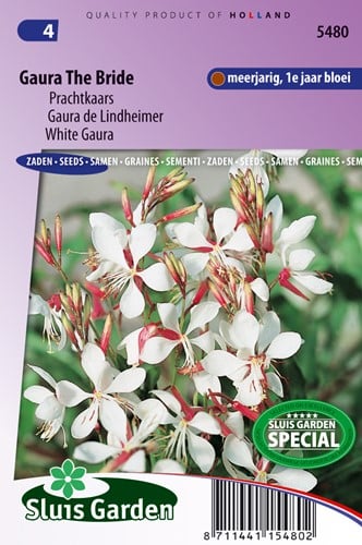 Prachtkerze The Bride - Prachtkaars Gaura The Bride - Gaura lindheimerii