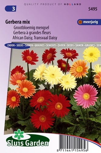 Gerbera großblumig gemischt