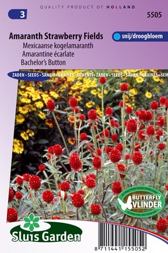 Kugelamaranth Strawberry fields - Gomphrena