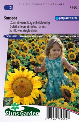 Sonnenblume Sunspot, niedrig (Helianthus)