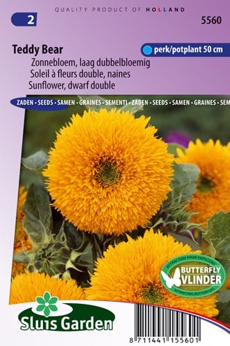 Sonnenblume Teddy Bear, niedrig, doppelblumig (Helianthus)