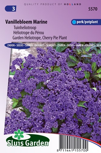 Vanilleblume Marine (Heliotroop)