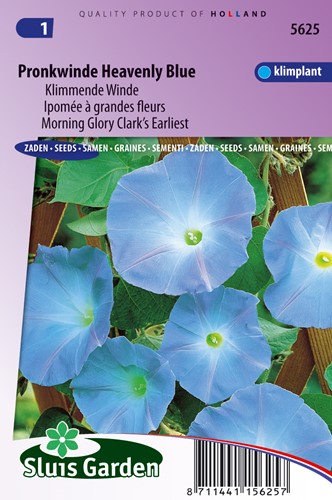 Kletternde Winde Clark's Blue