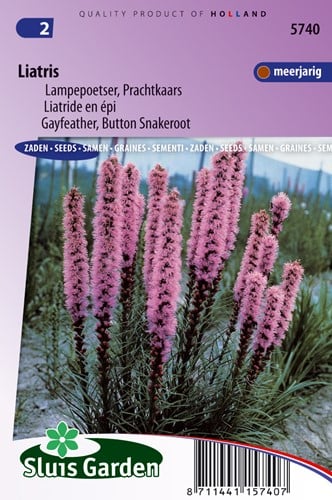 Prachtscharten - Liatris