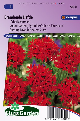 Brennende Liebe (Scharlachlichtnelke)