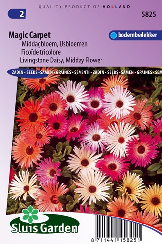 Eisblume Magic Carpet Mischung (Mittagsblume)