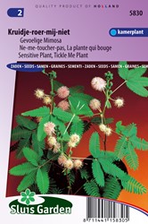 Zimmerpflanzen Samen kaufen fr Ihren Garten| SamenKaufen.de
