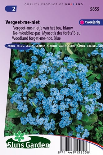 Vergissmeinnicht Indigo Blue