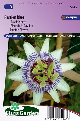 Passionsblume Passion Blue - Passiflora