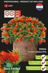 Zinnie Zahara Fire double