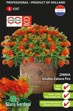 Zinnie Zahara Fire double