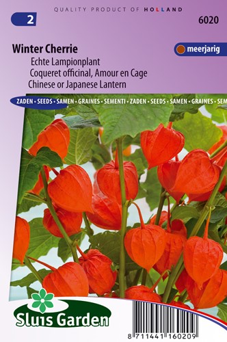Blasenkirsche Winter Cherrie