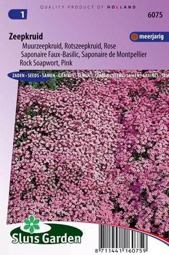 Seifenkraut Rose-Pink - Saponaria