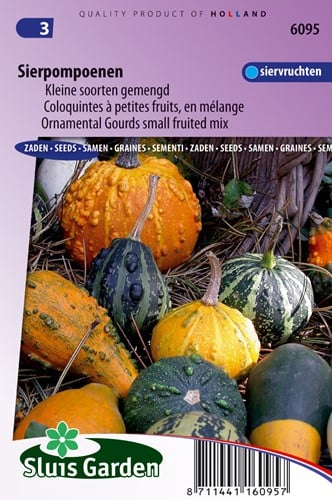 Zierkürbis kleine Früchte gemischt