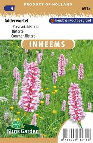 Schlangen-Knöterich - Persicaria bistorta