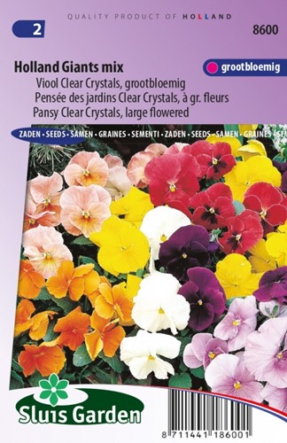 Veilchen Holland Giants Mix – Viola Clear Crystals