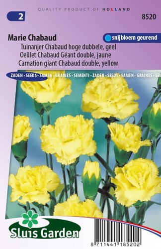 Nelke Marie Chabaud – Dianthus
