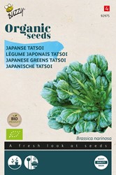 Bio Japanischer Tatsoi