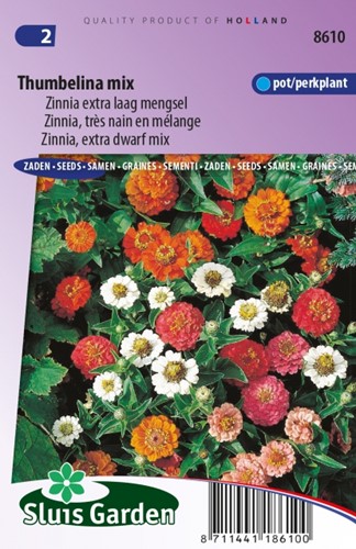 Zinnie Thumbelina mix – Zinnia Elegans