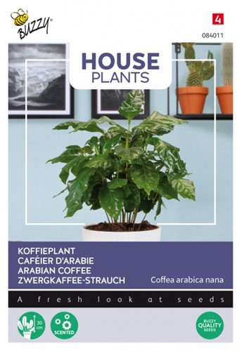 Zwergkaffee-Strauch - Buzzy House Plants