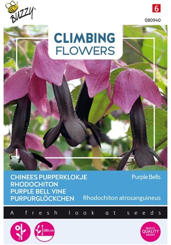 Purpurglöcken Purple Bells - Climbing Flowers