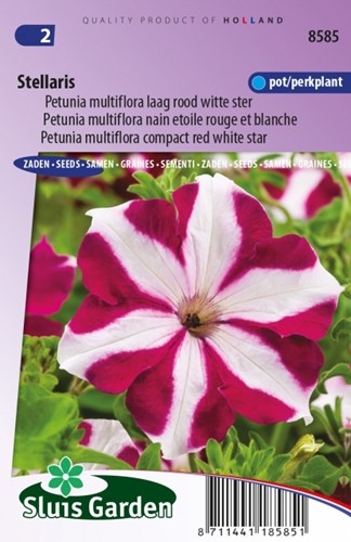 Petunia Multiflora Stellaris – Petunie
