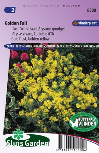 Alyssum Golden Fall – Steinkraut
