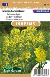 Gewöhnliches Barbarakraut