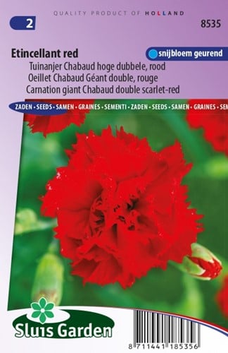 Nelke Etincellant Red – Dianthus Chabaud