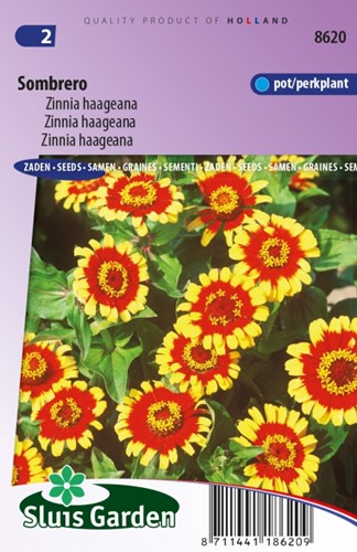 Zinnie Sombrero – Zinnia Haageana