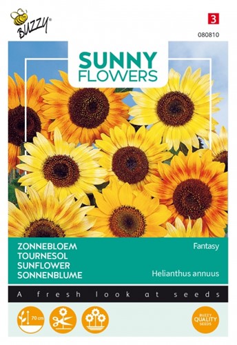 Niedrige Sonnenblumen Fantasy - Sunny Flowers