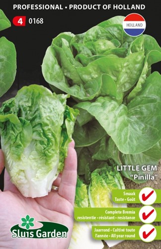 Little Gem Pinilla - Lactuca sativa