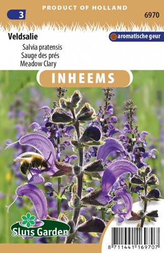 Wiesensalbei - Salvia pratensis