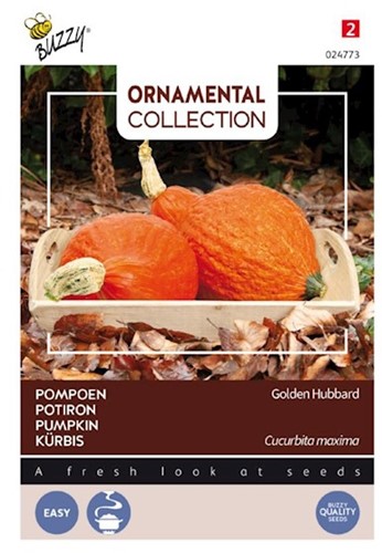 Kürbis Golden Hubbard - Ornamental Collection