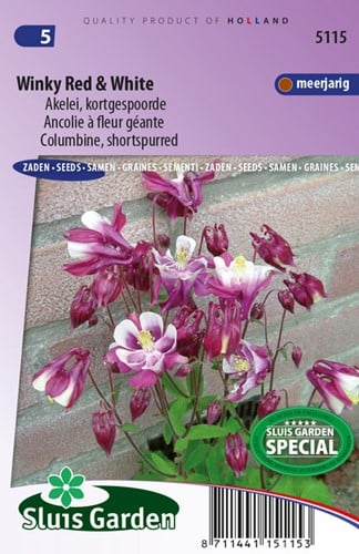 Akelei Winky Red & White - Aquilegia