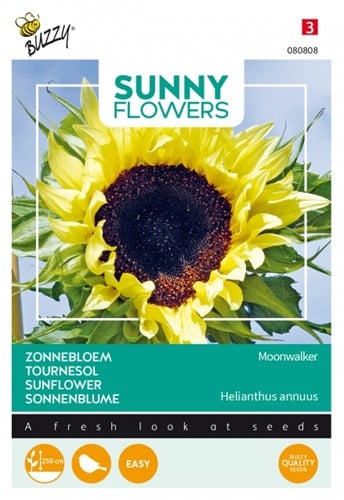 Sonnenblumen Moonwalker - Sunny Flowers