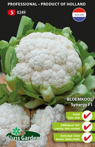 Blumenkohl Synergy F1