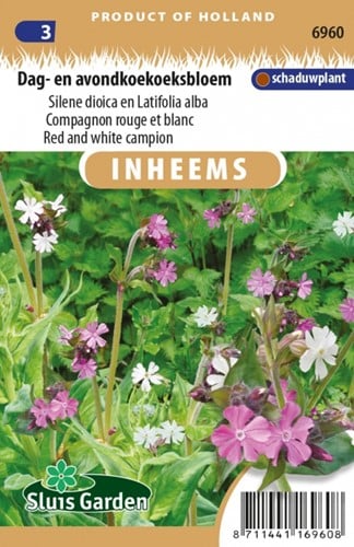 Lichtnelke und Nachtnelke - Silene