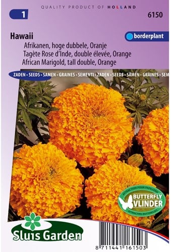 Samtblume Hoch Hawaii Orange - Tagetes