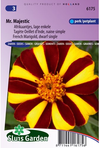Samtblume Mr. Majestic - Tagetes