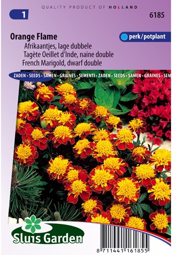 Samtblume Orange Flame - Tagetes