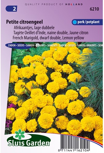 Samtblume Petite Yellow - Tagetes