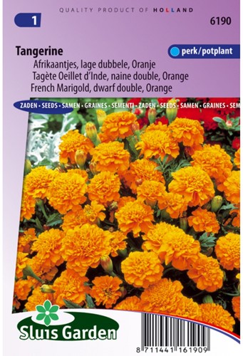 Samtblume Tangerine - Tagetes