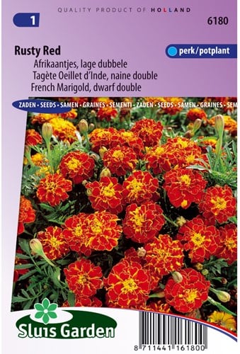 Samtblume Rusty Red - Tagetes
